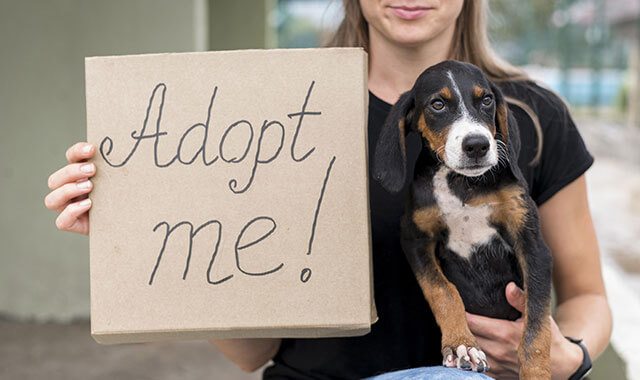 Adopt A Pal
